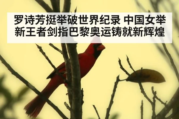 罗诗芳挺举破世界纪录 中国女举新王者剑指巴黎奥运铸就新辉煌